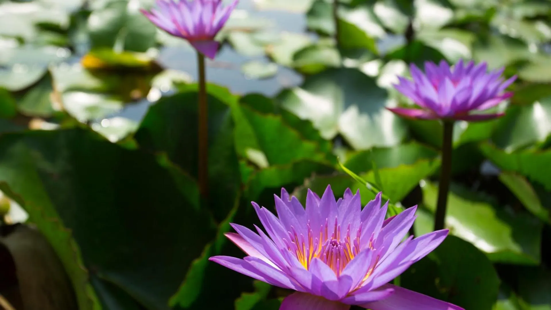Szálloda Karlad Lake Resort - Vajanad